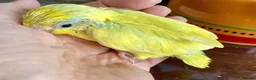 Parrots birds for sale: Blue and yellow partotlett in Lutterworth - Advert 1