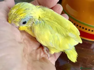 Parrots birds Blue and yellow partotlett - Advert 1