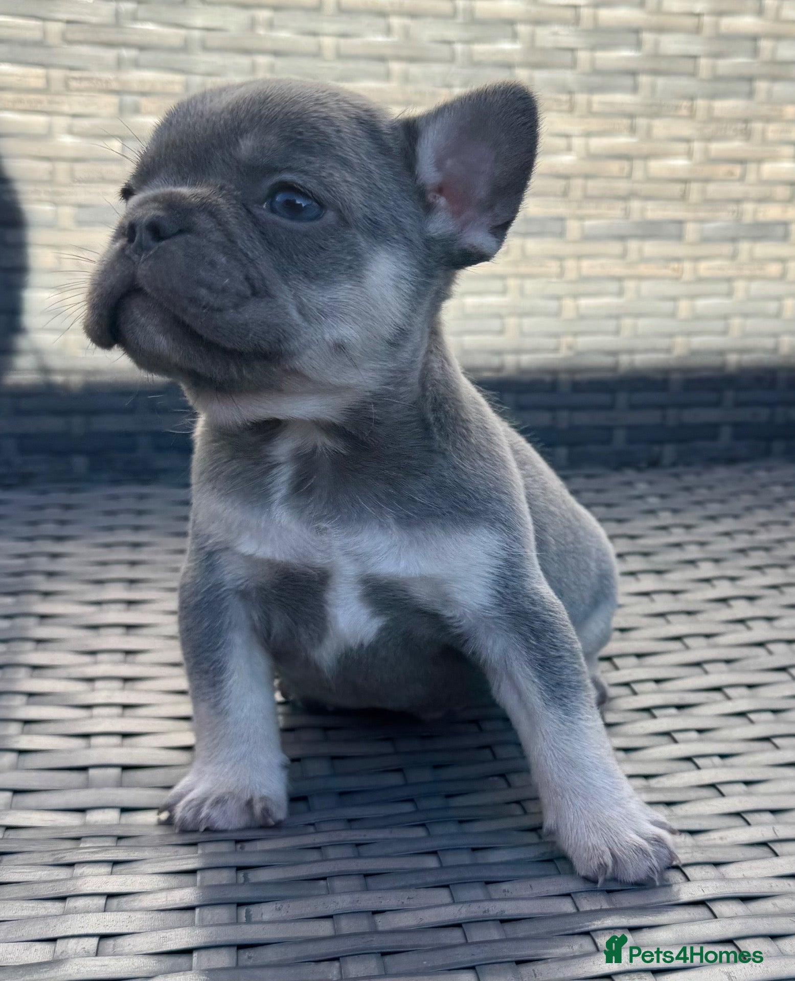 French Bulldog dogs HEALTH TESTED QUALITY FRENCH BULLDOG PUPPIES - Advert 1