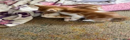 Mixed Breed cats for sale: Adorable farm kittens  - Advert 5