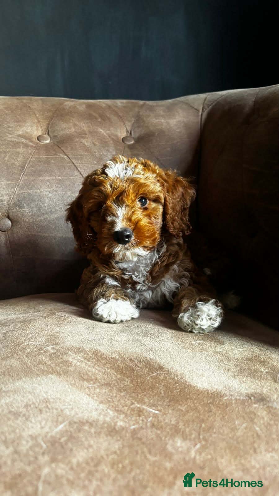 Cockapoo dogs LAST GORGEOUS F1 COCKAPOO BLUE COLLAR BOY!! - Advert 1