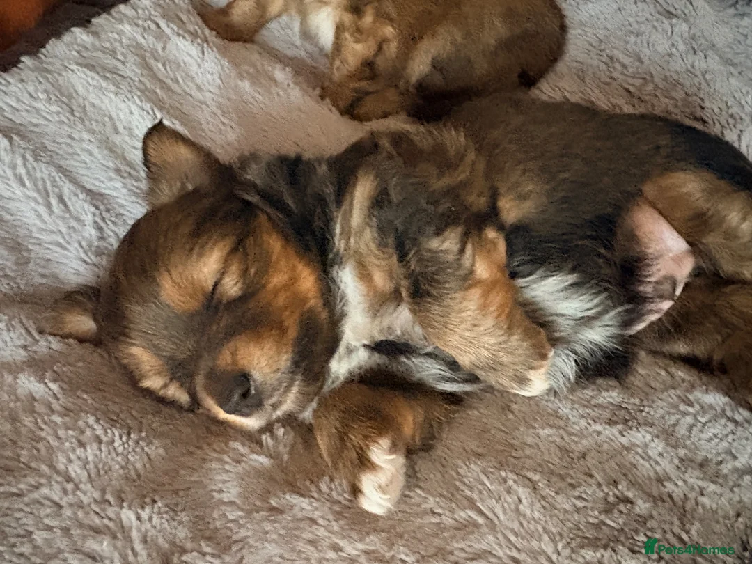 Mixed Breed dogs for sale: Small mixed breed puppies for sale  in Gloucester - Advert 23