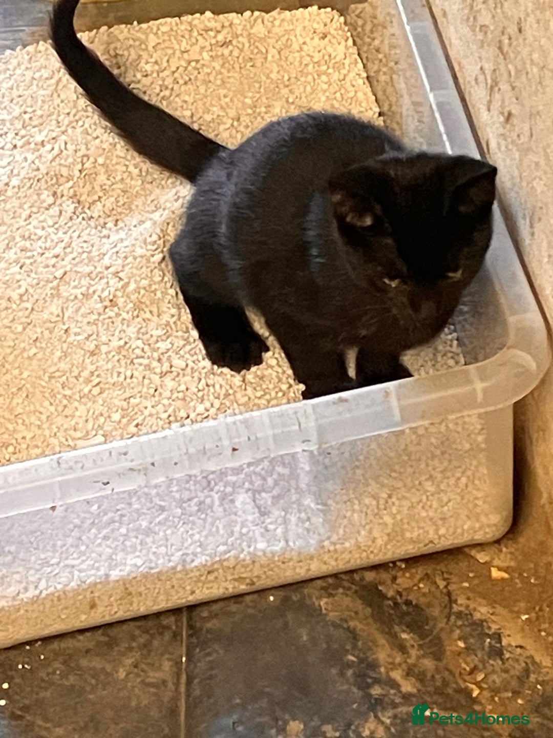 Mixed Breed cats for sale: Dobby and Ron - Image 4