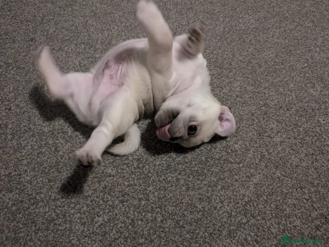 Pug dogs for stud: ❤️ DUD THE STUD 💋 in Exeter - Advert 8