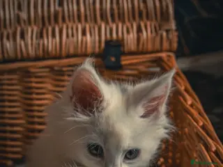 Maine Coon cats Last chunky tica reg boy,vet check inc vaccination - Advert 17