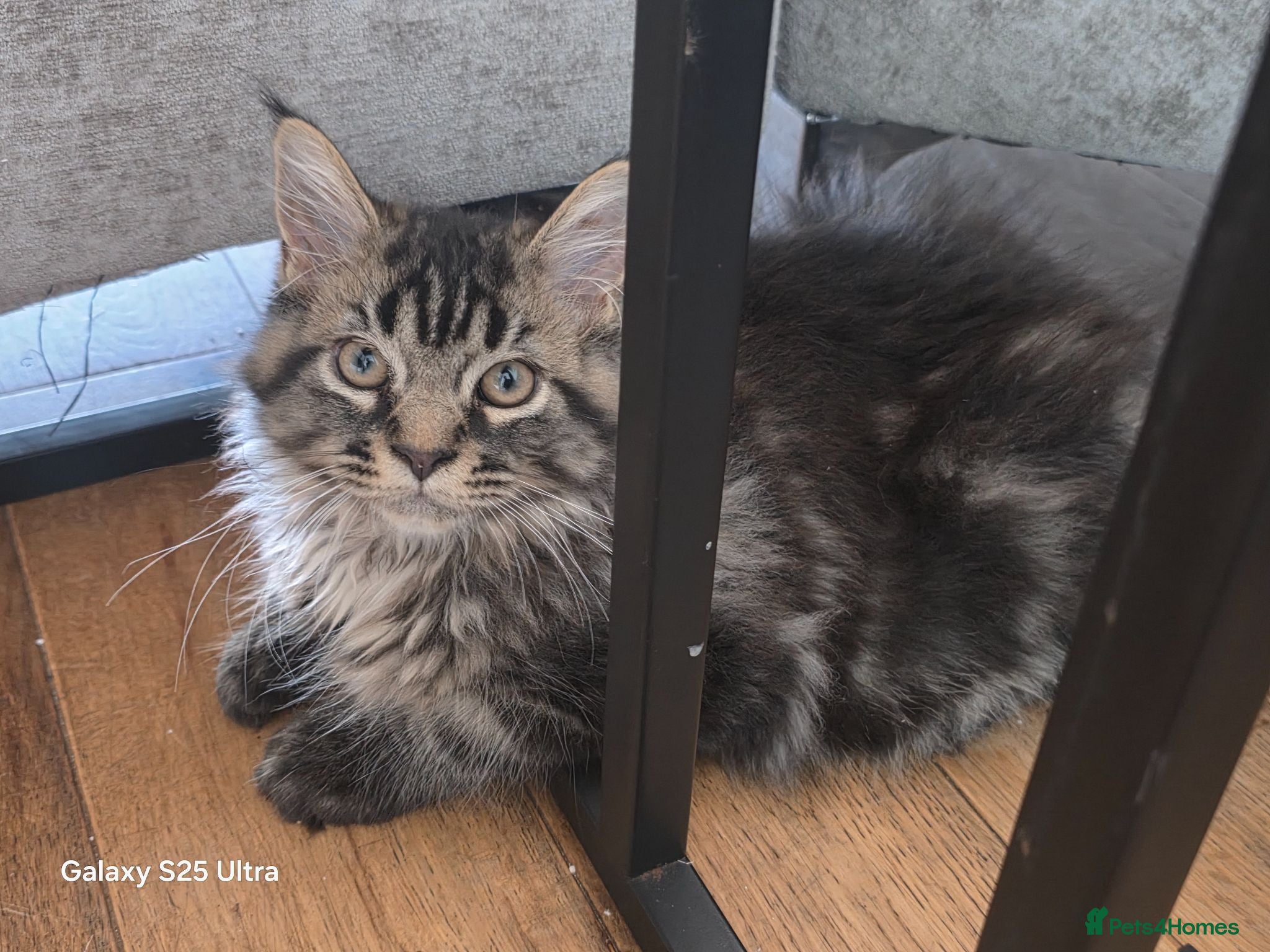 Maine Coon cats Ready now Stunning pure maine coons 1b 1g  - Advert 3