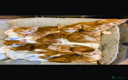 Maine Coon cats for sale: Maine Coon Kittens - Image 1