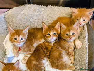 Maine Coon cats - Advert 4