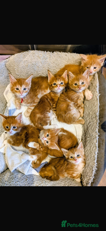 Maine Coon cats - Advert 1