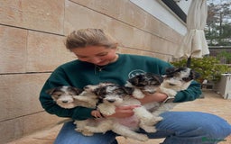 Fox Terrier dogs for sale: Adorable Wire Fox Terrier Puppies for Sale! - Image 10
