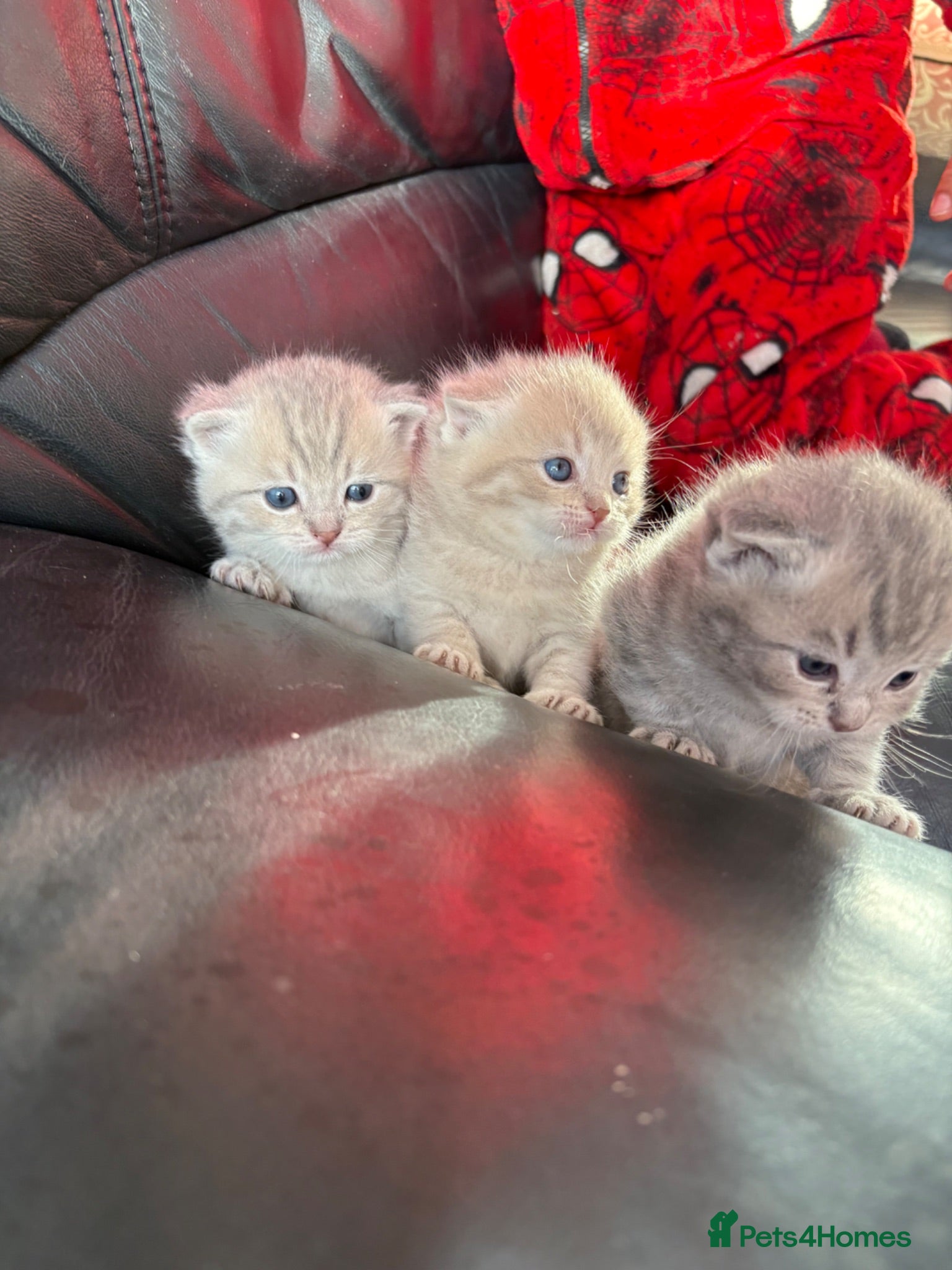 British Shorthair cats British shorthair kittens for sale - Advert 2