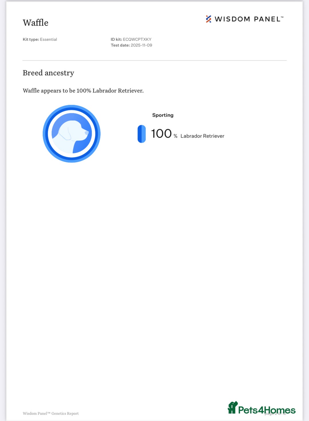 Labrador Retriever dogs for stud: Waffle doggy  - Advert 2