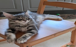 Maine Coon cats for sale: 3 Adorable Female Maine coon Kittens - Image 16