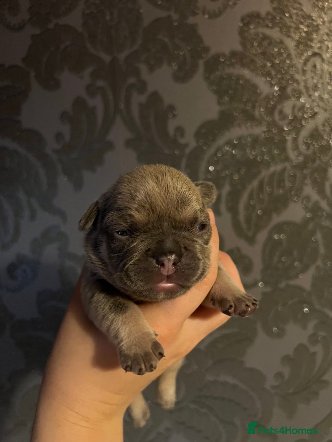 French Bulldog dogs for sale: french bulldog puppies in Manchester - Image 26