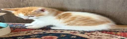 Mixed Breed cats for sale:     Sweet Kittens – Litter Trained & Playful - Advert 3
