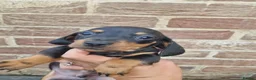 Dachshund dogs for sale: Soo cute  - Advert 40