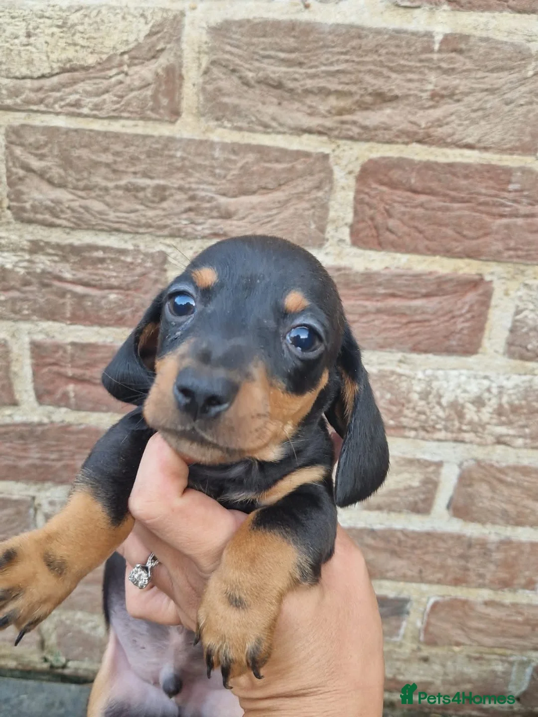Dachshund dogs for sale: Soo cute  - Advert 40