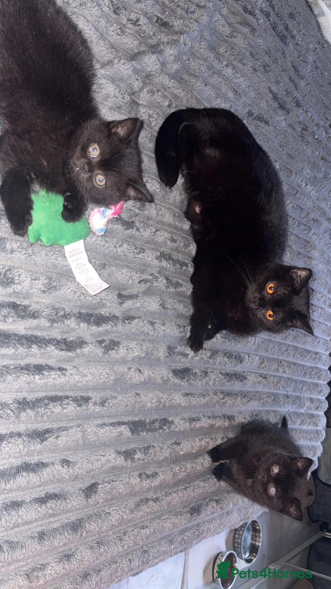 British Shorthair cats for sale: Beautiful BSH Boy! - Advert 12