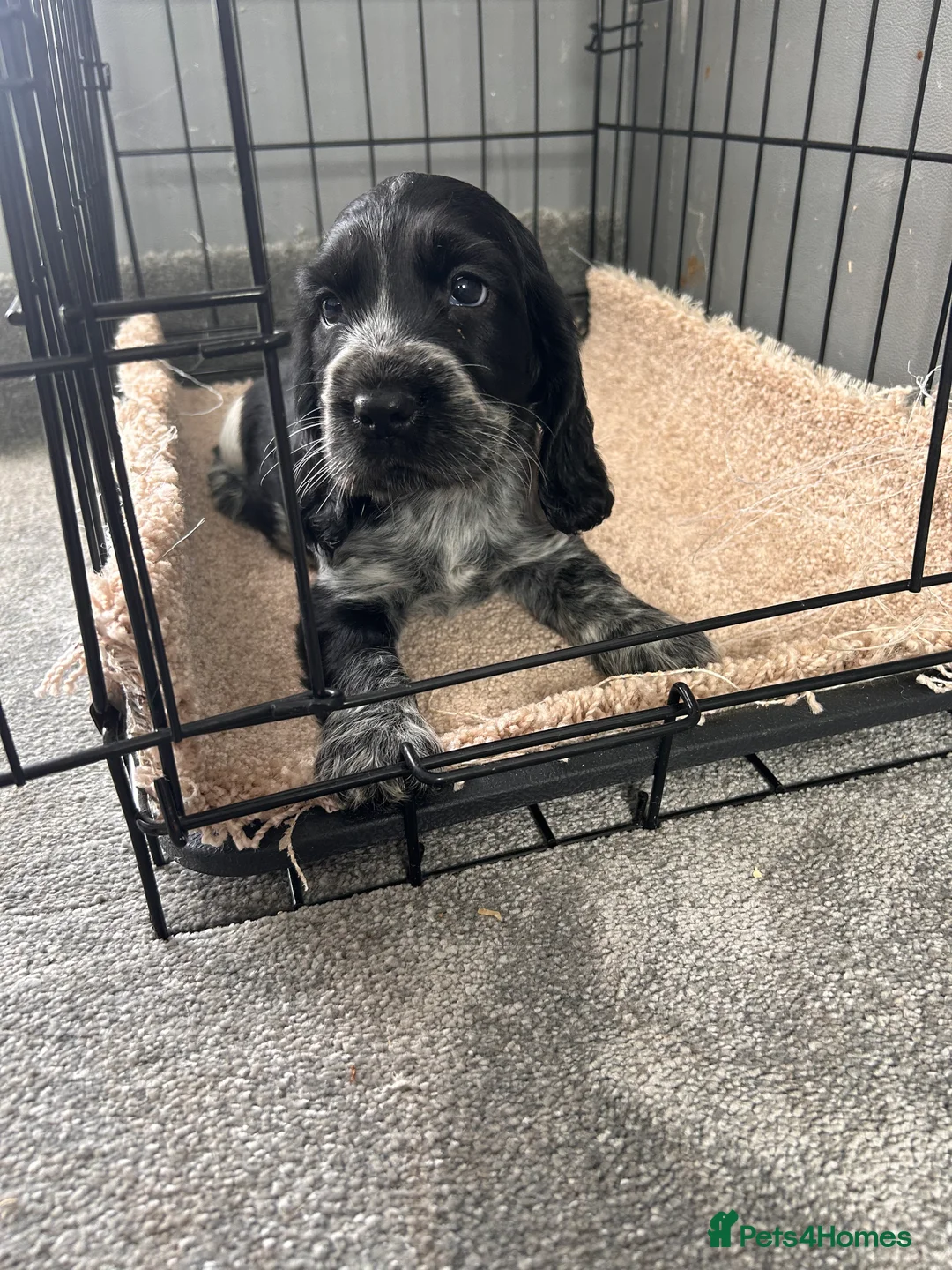 Cocker Spaniel dogs for sale: Cocker spaniel puppies  in Manchester - Advert 5