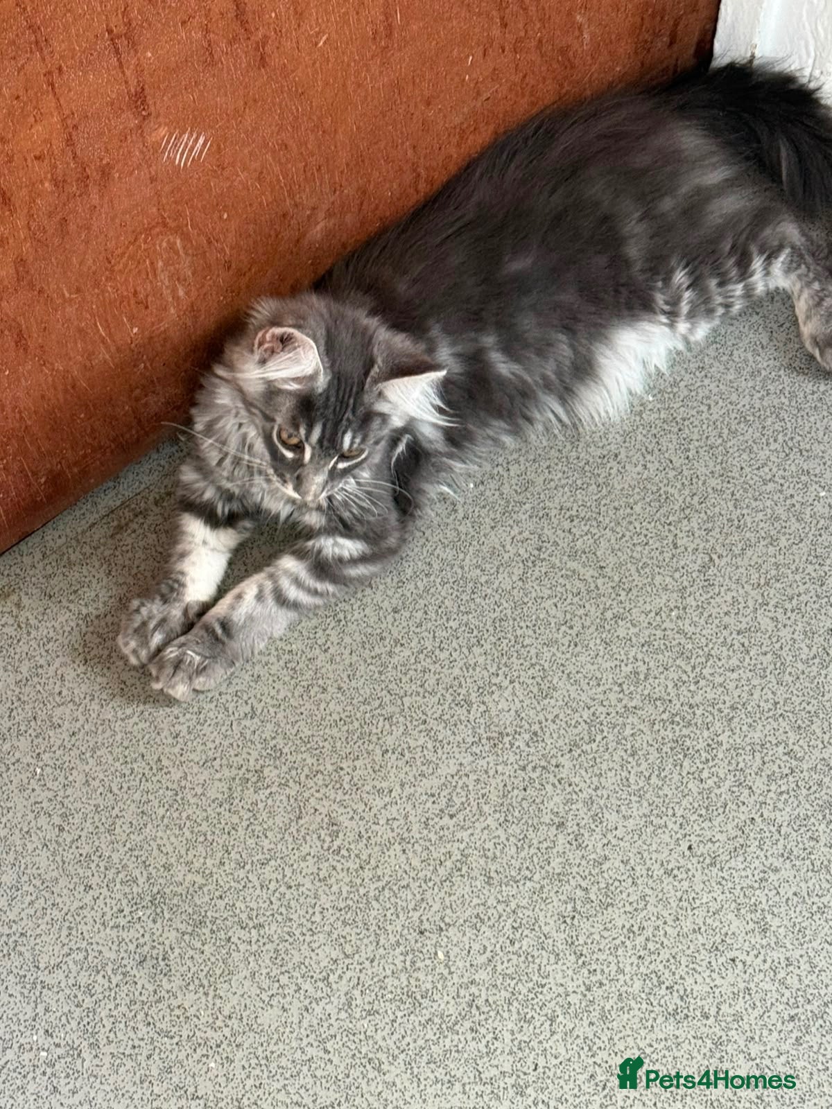 Maine Coon cats TICA registered Maine coon kittens  - Advert 2