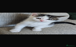 Bengal cats for sale: KITTENS READY TO GO!!!💓🐈🏡 - Image 5
