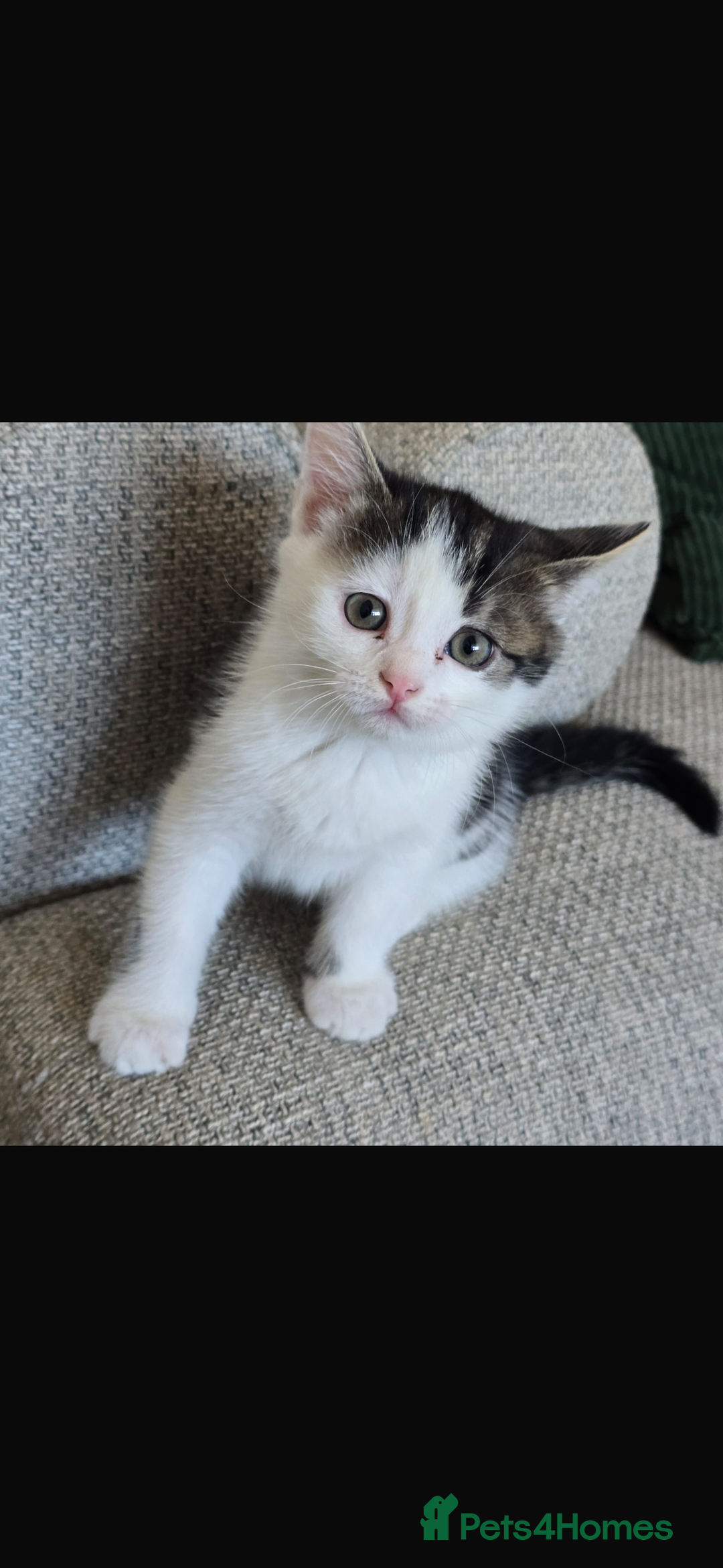 Bengal cats for sale: KITTENS READY TO GO!!!💓🐈🏡 - Image 5