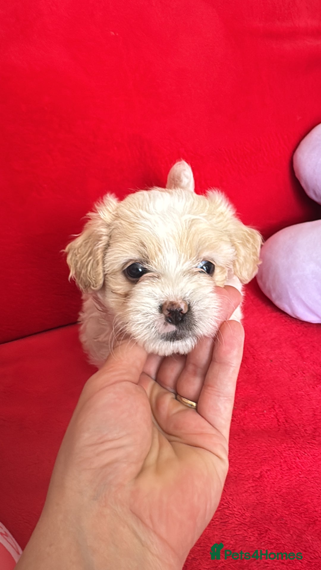 Bichon Frise dogs for sale: 🤍 3 female and 5 male are looking for a family.  - Image 13