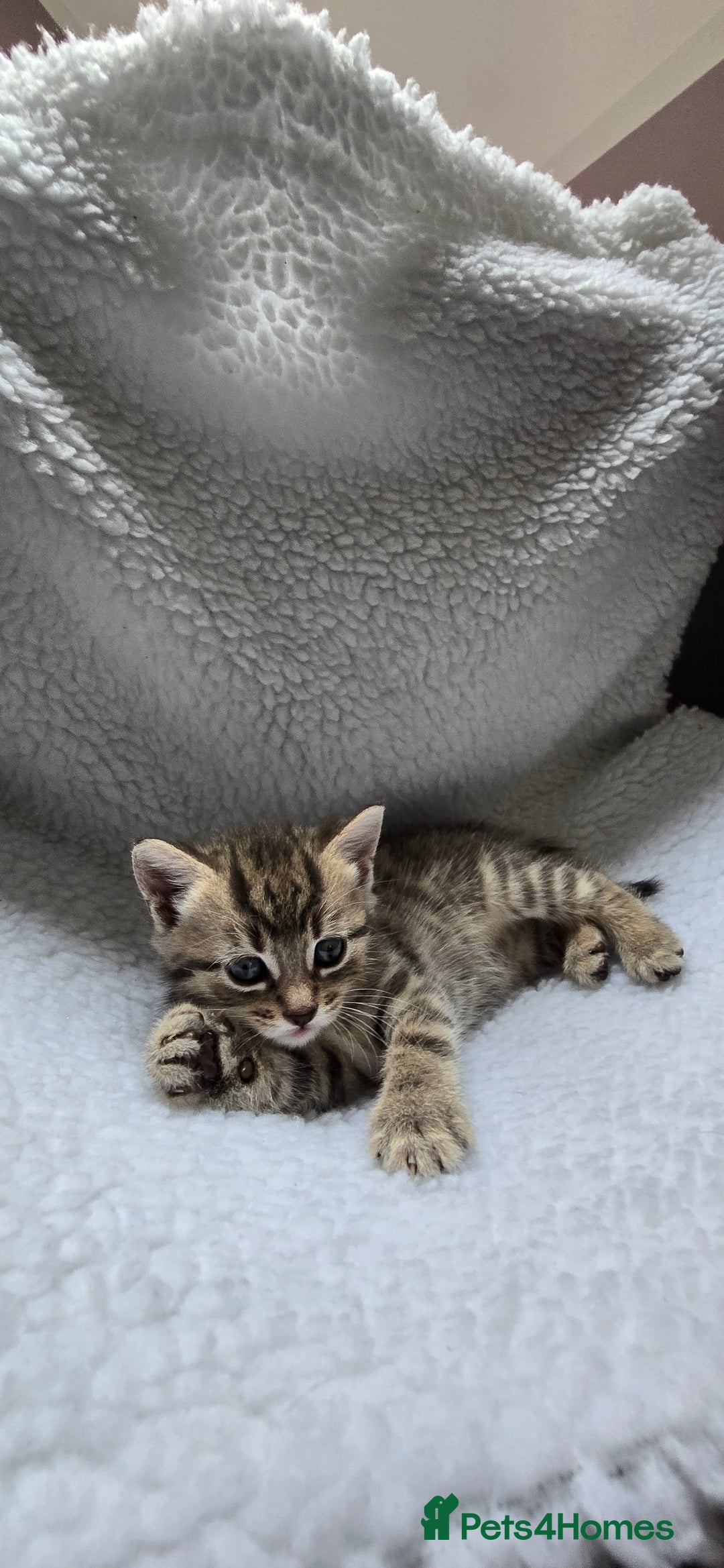 Mixed Breed cats for sale: Adorable Tabby Kittens 🐾 - Image 12