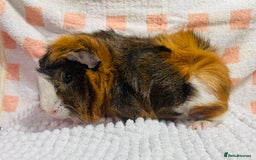 Guinea Pig rodents for sale: Various Male guinea pigs in Leeds - Image 5
