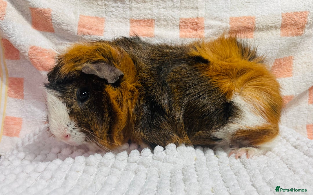Guinea Pig rodents for sale: Various Male guinea pigs in Leeds - Image 5