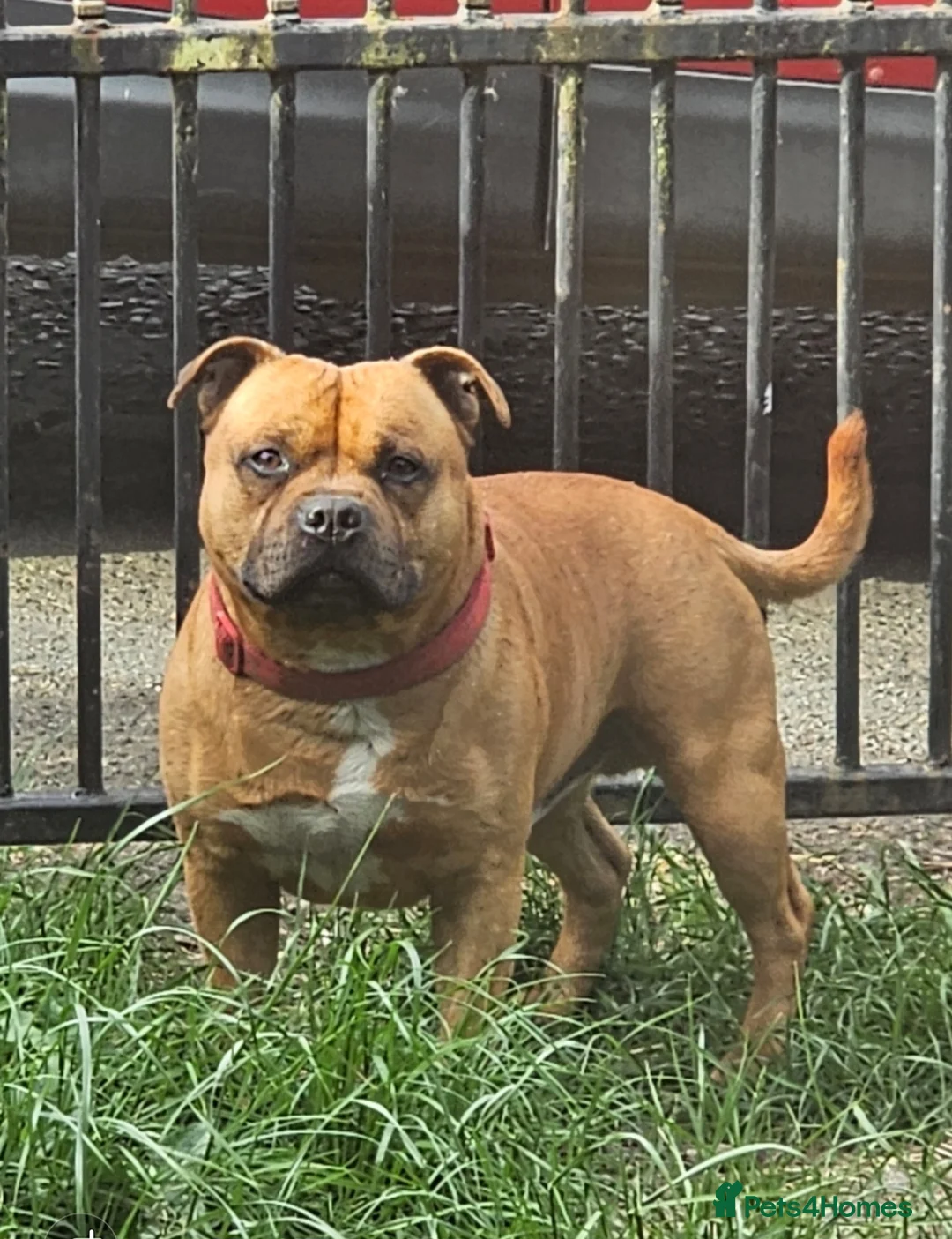 Staffordshire Bull Terrier dogs for stud: 🥨CHIEF CHAMPION SIRED.🥨 🏆  in Rochdale - Advert 2