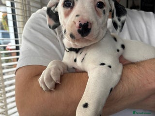 Dalmatian dogs Dalmatians for Sale (Last Good Boy) - Advert 2