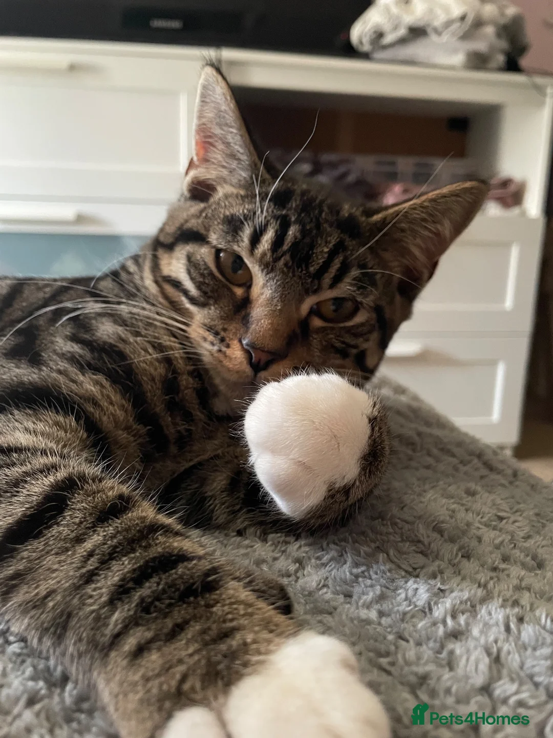 Mixed Breed cats for sale: Cat for rehome - Advert 6