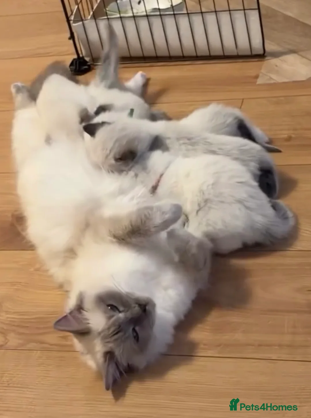 Ragdoll cats for sale: 4 ragdoll boys - Advert 1