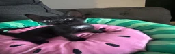 Sphynx cats for sale: Affectionate Sphynx cross - Advert 2
