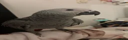 Parrots birds for sale: African Grey Parrot DNA Male in Uxbridge - Advert 2