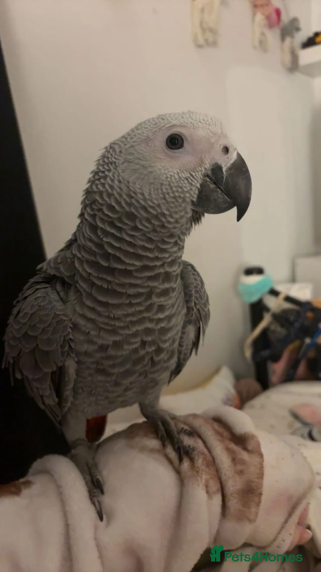 Parrots birds for sale: African Grey Parrot DNA Male in Uxbridge - Advert 2