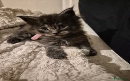Maine Coon cats for sale: 4 beautiful maine coon babies - Image 2