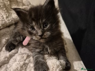 Maine Coon cats for sale: HUGE REDUCTION LAST MAINE COON KITTENS - Advert 1