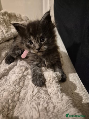 Maine Coon cats HUGE REDUCTION LAST MAINE COON KITTENS - Advert 5