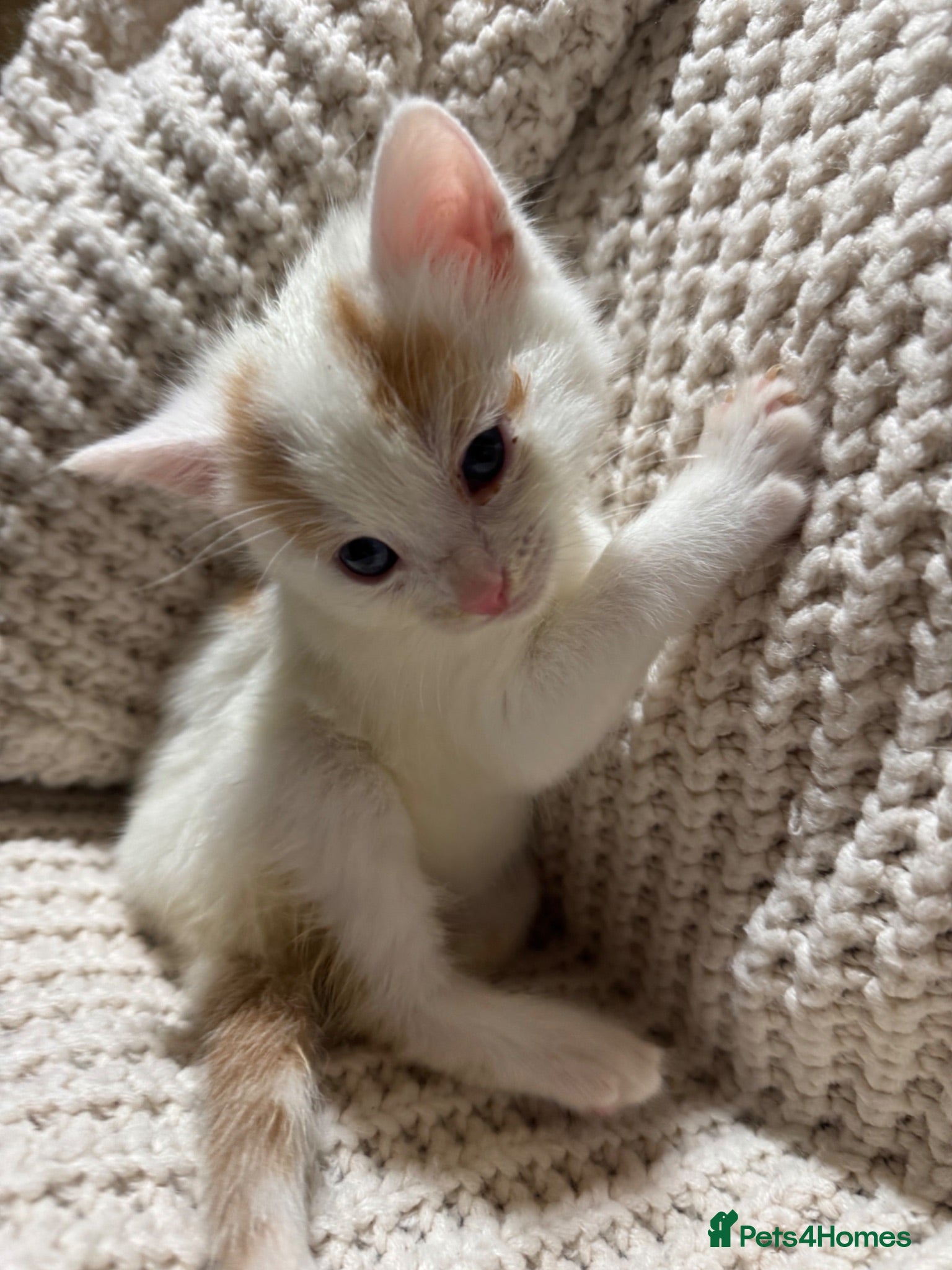 American Shorthair cats for sale: Cuddly Cute Kalic Kittens🐾 - Advert 1