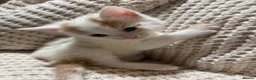 American Shorthair cats for sale: Cuddly Cute Kalic Kittens🐾 - Advert 1