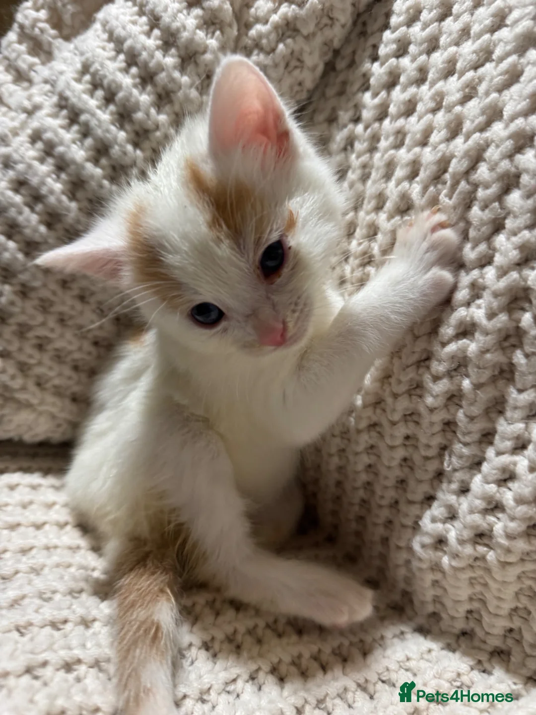 American Shorthair cats for sale: Cuddly Cute Kalic Kittens🐾 - Advert 1