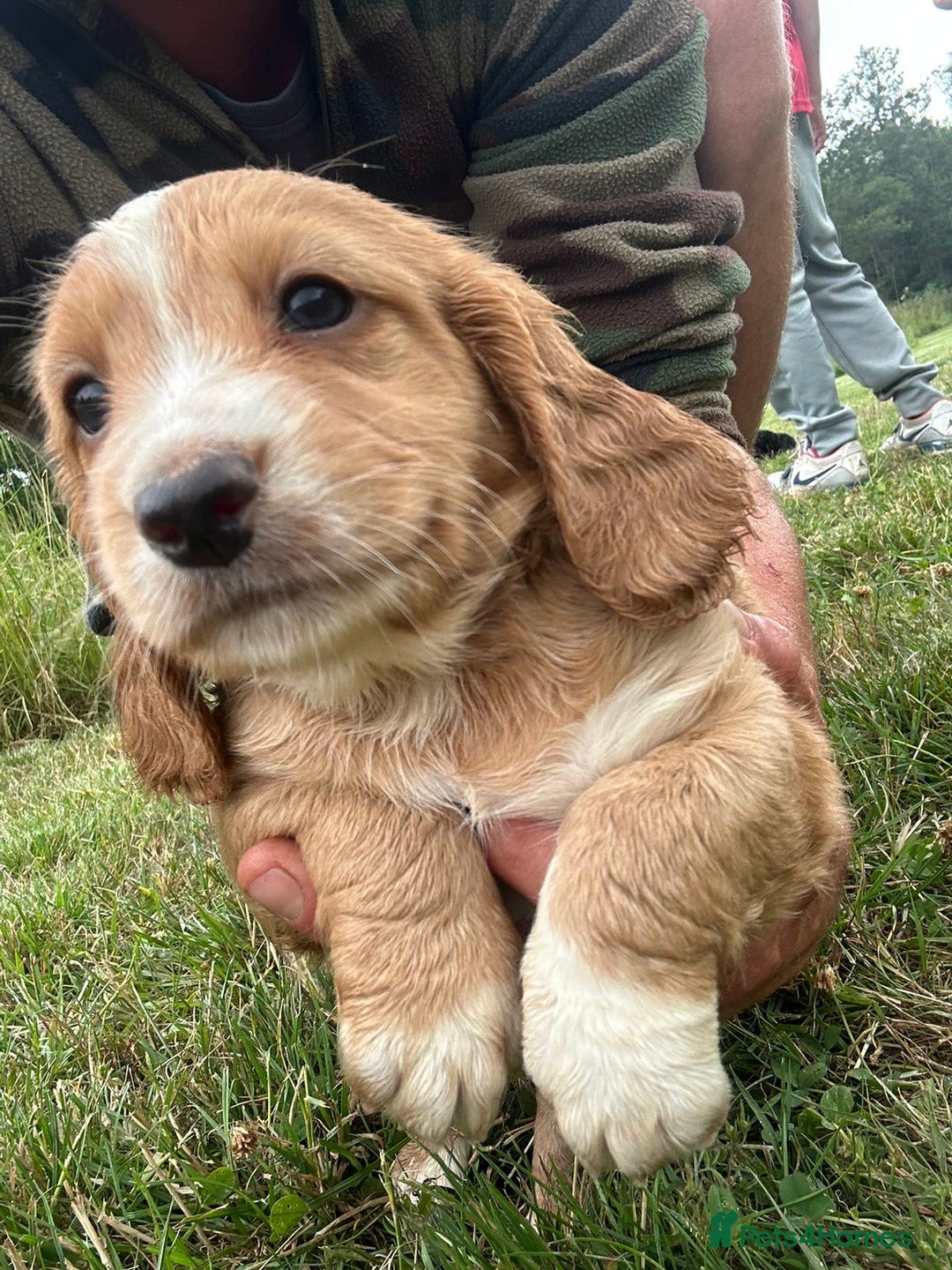 Sprocker dogs for sale: X3 Boys available  - Image 1