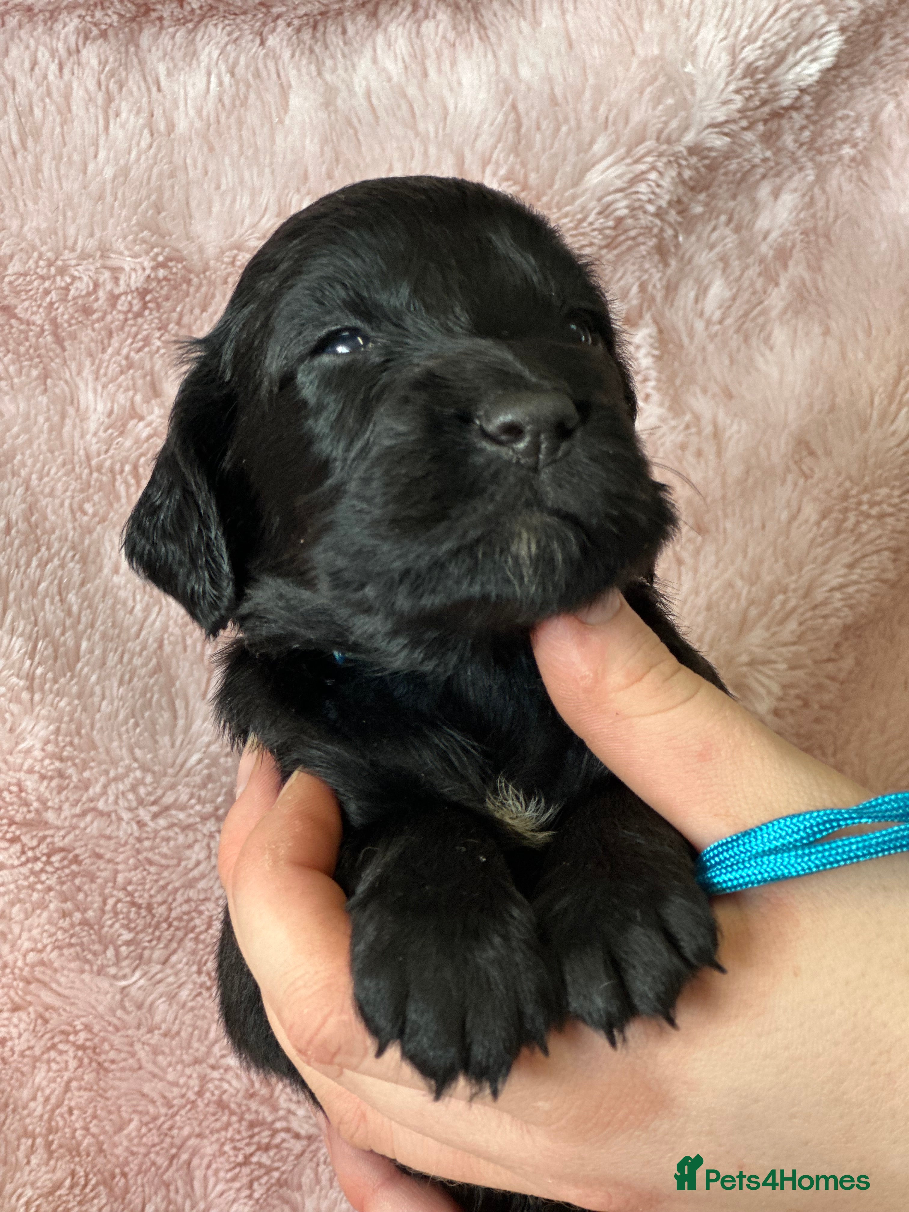 Cocker Spaniel dogs ONLY - 1 Boy left Gorgeous Cockers  - Farlavale x  - Advert 17