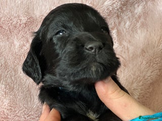 Cocker Spaniel dogs ONLY - 1 Boy left Gorgeous Cockers - Farlavale x - Advert 17