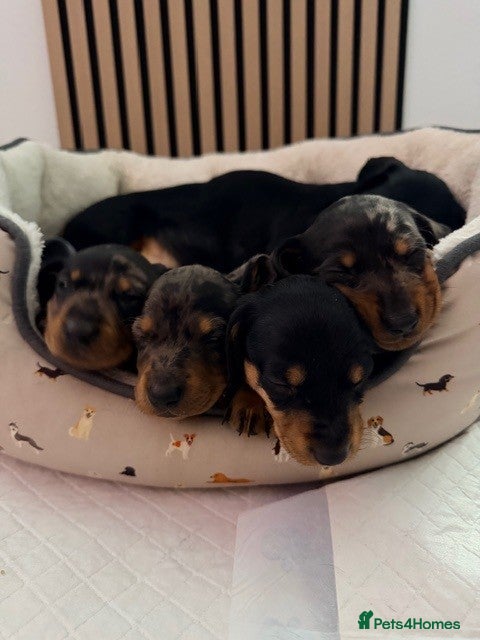 Dachshund dogs Adorable dachshund puppies 2 male & 2 female - Advert 17