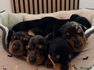 Dachshund dogs Adorable dachshund puppies 2 male & 2 female - Advert 8