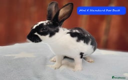 Rex rabbits for sale: Mini Rex babies- various colours & ages - Image 13