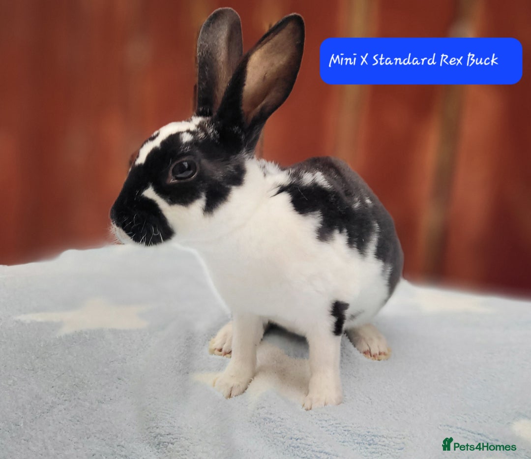 Rex rabbits for sale: Mini Rex babies- various colours & ages - Image 13
